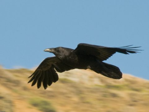 raven in flight